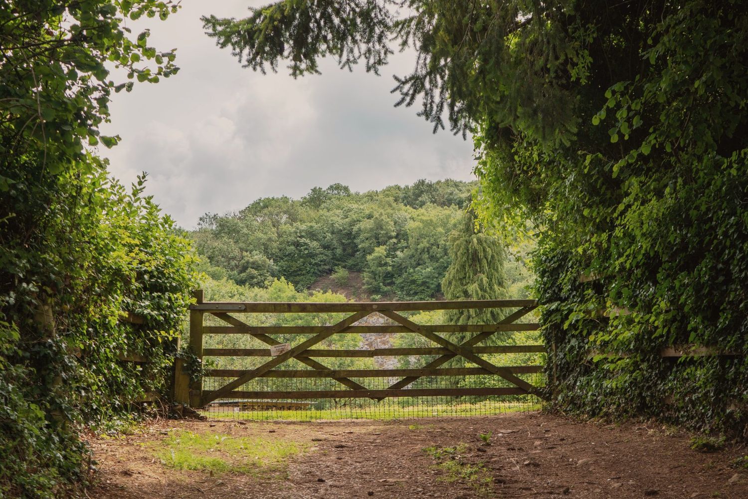 A wooden gate framed by trees, opening onto a wooded Hampshire field.