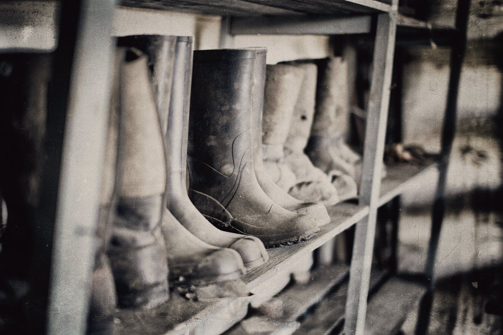 A row of well-worn wellington boots on a boot rack.