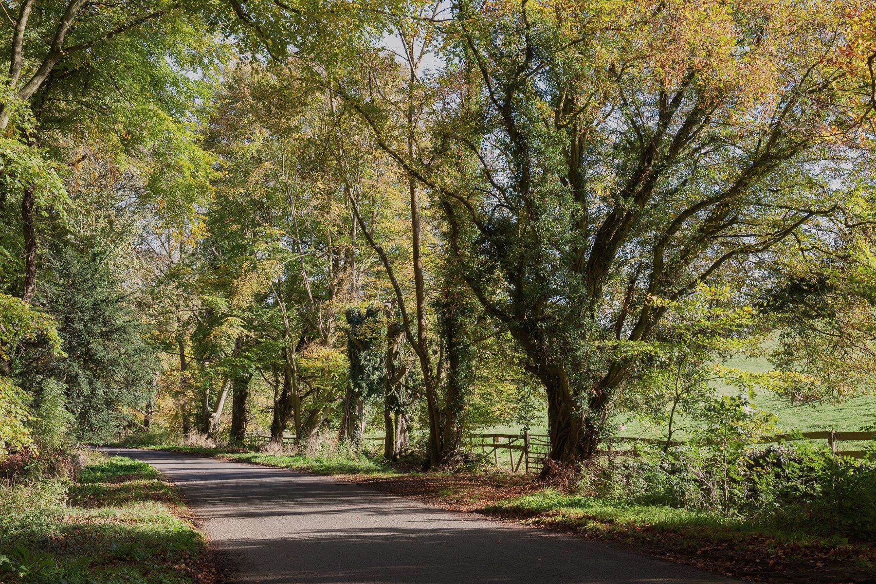 A country lane through overhanging autumn trees, a gate visible beyond.